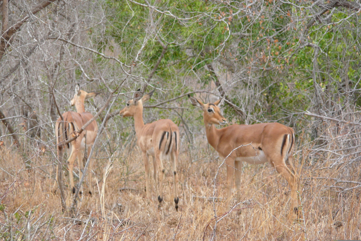 Picture South Africa Kruger National Park 2008-09 80 - Restaurants Kruger National Park