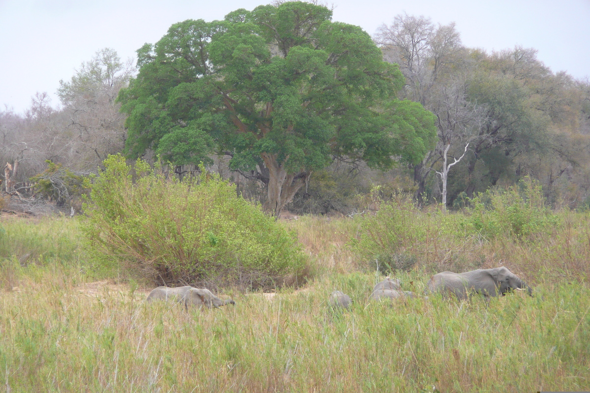 Picture South Africa Kruger National Park Sable River 2008-09 86 - Monument Sable River