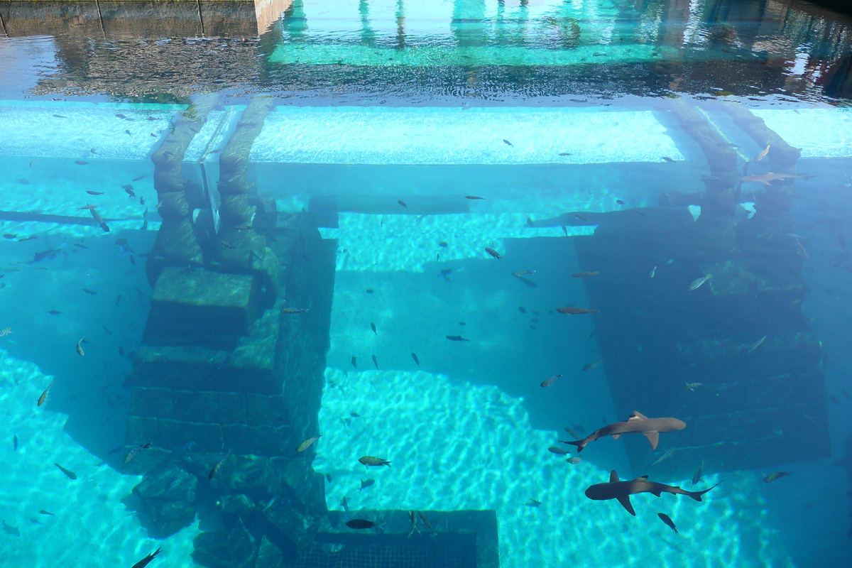 Picture United Arab Emirates Dubai Dubai Aquaventure 2009-01 28 - Hotel Pools Dubai Aquaventure