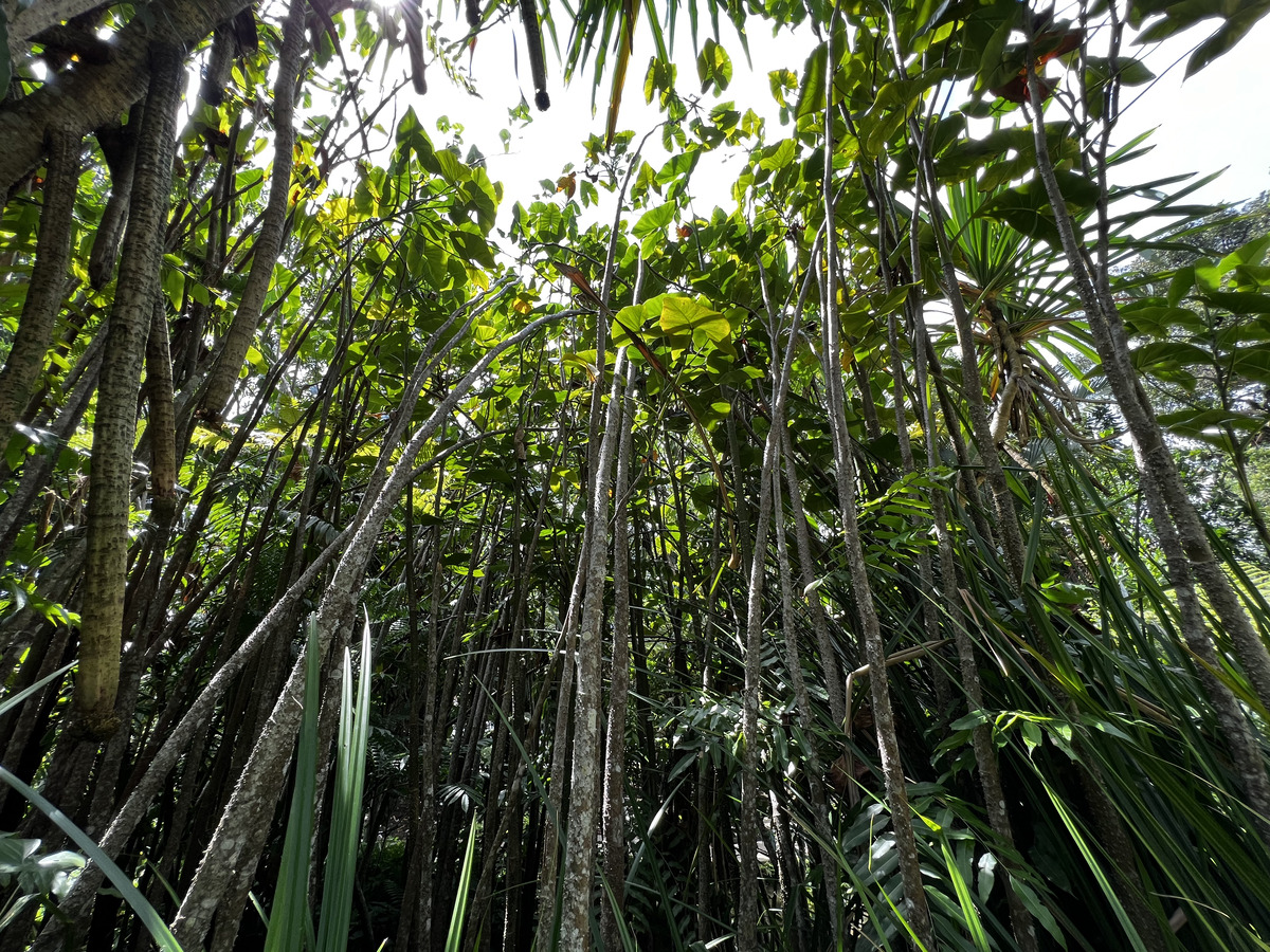 Picture Singapore Singapore Botanic Gardens 2023-01 68 - Monuments Singapore Botanic Gardens