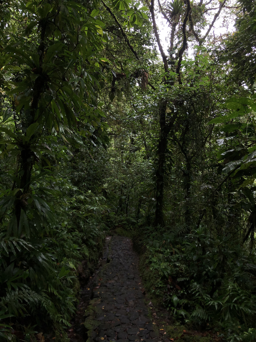 Picture Guadeloupe Carbet Falls 2021-02 45 - Night Carbet Falls