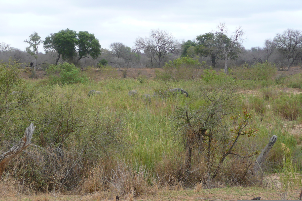 Picture South Africa Kruger National Park Sable River 2008-09 76 - Room Sable River