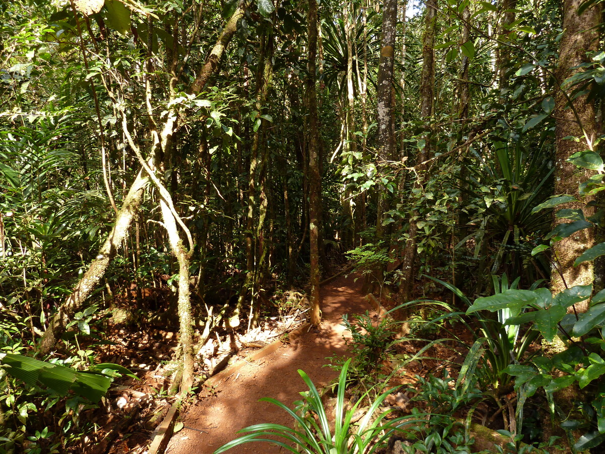 Picture New Caledonia Parc de la Riviere Bleue Le Grand Kaori 2010-05 39 - Sauna Le Grand Kaori