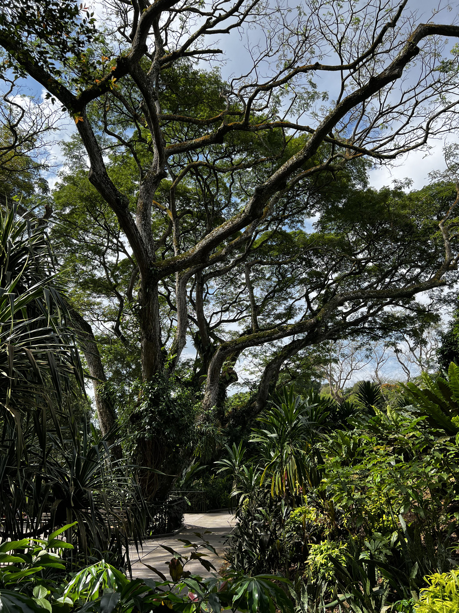 Picture Singapore Singapore Botanic Gardens 2023-01 31 - Monuments Singapore Botanic Gardens