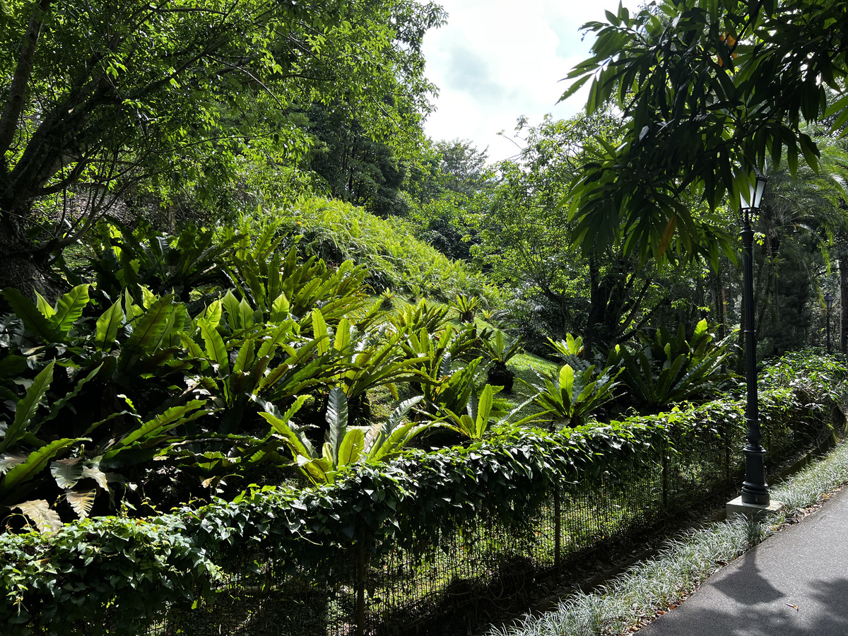 Picture Singapore Singapore Botanic Gardens 2023-01 124 - City Sights Singapore Botanic Gardens