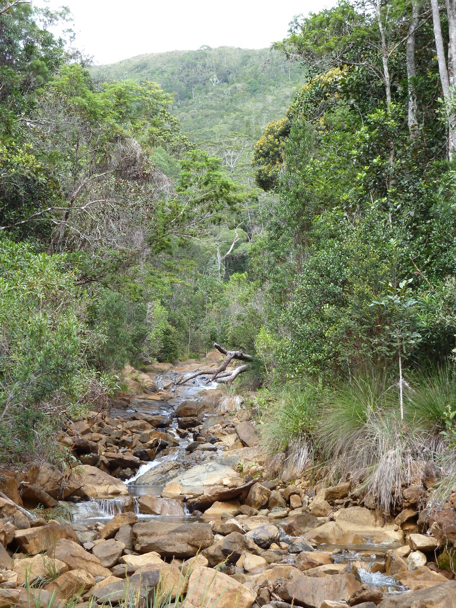 Picture New Caledonia Parc de la Riviere Bleue 2010-05 124 - Winter Parc de la Riviere Bleue