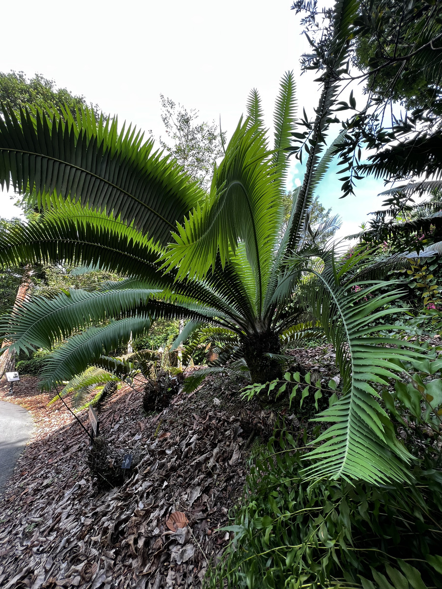 Picture Singapore Singapore Botanic Gardens 2023-01 83 - Restaurant Singapore Botanic Gardens