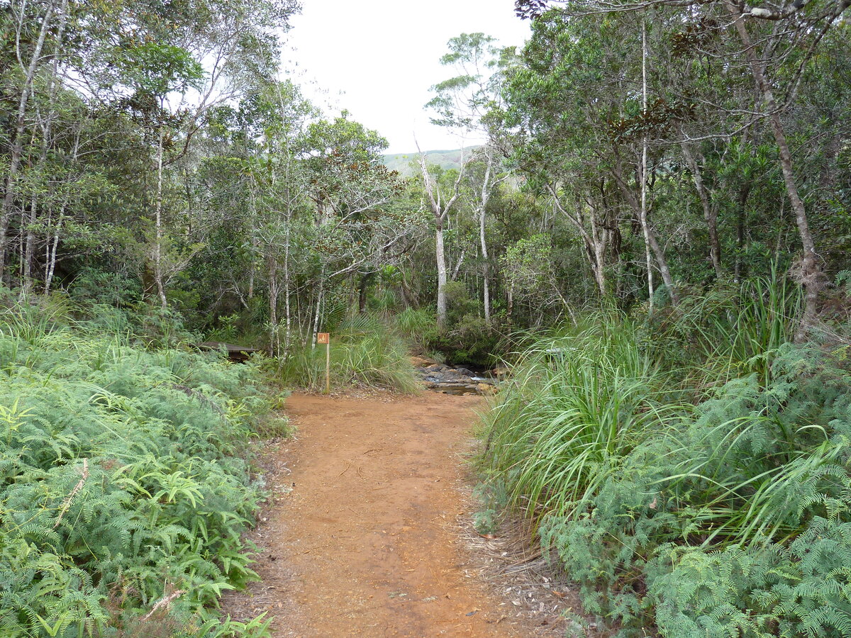 Picture New Caledonia Parc de la Riviere Bleue 2010-05 38 - Lands Parc de la Riviere Bleue