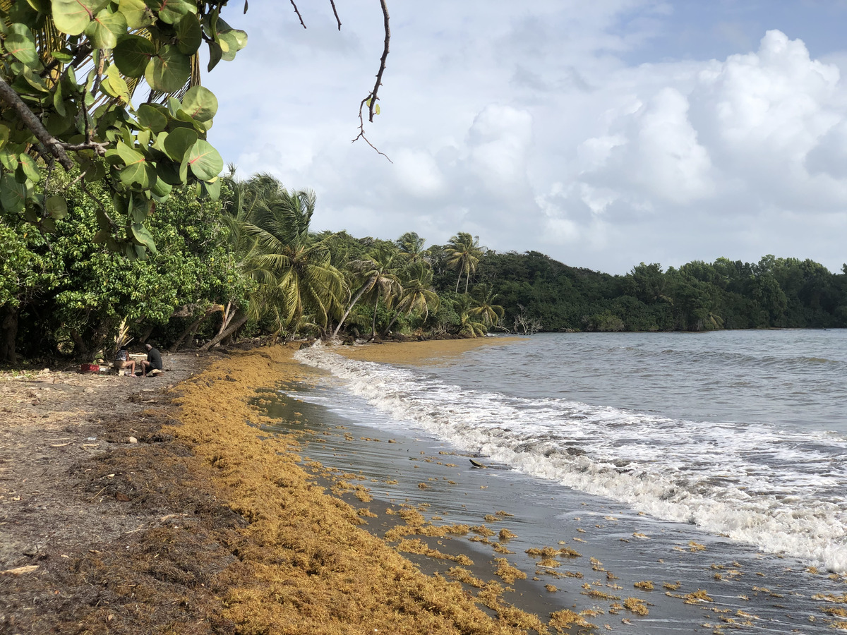 Picture Guadeloupe Viard Beach 2021-02 1 - Sunrise Viard Beach