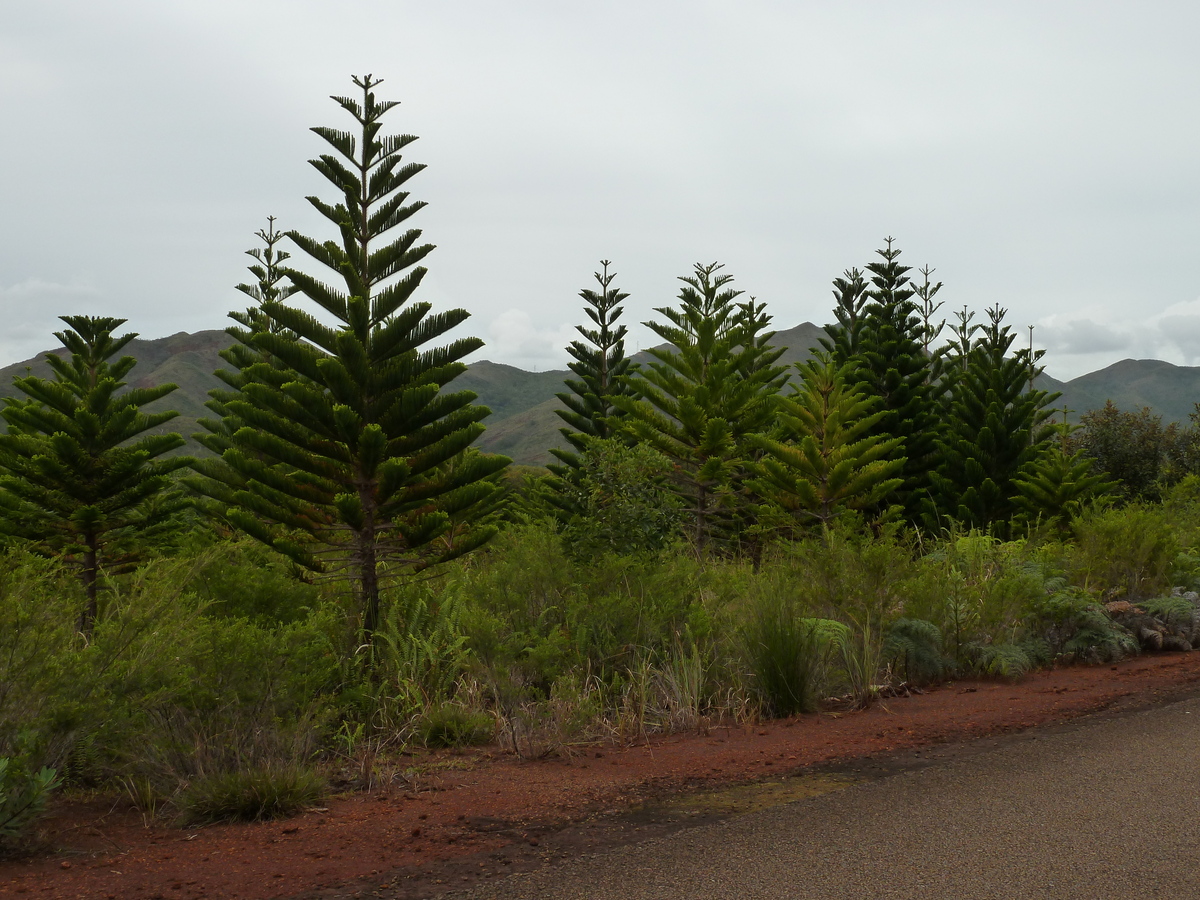 Picture New Caledonia Parc de la Riviere Bleue 2010-05 100 - Summer Parc de la Riviere Bleue