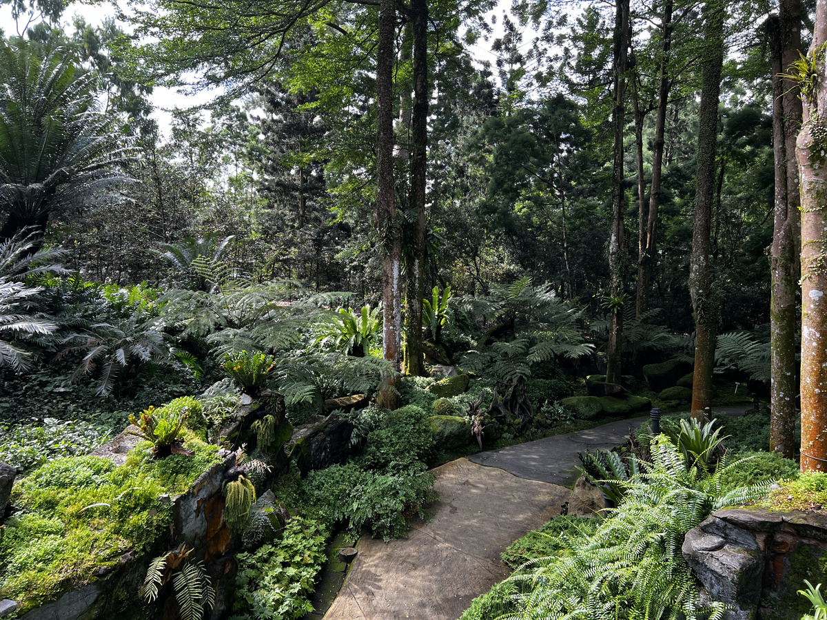 Picture Singapore Singapore Botanic Gardens 2023-01 75 - Walking Street Singapore Botanic Gardens