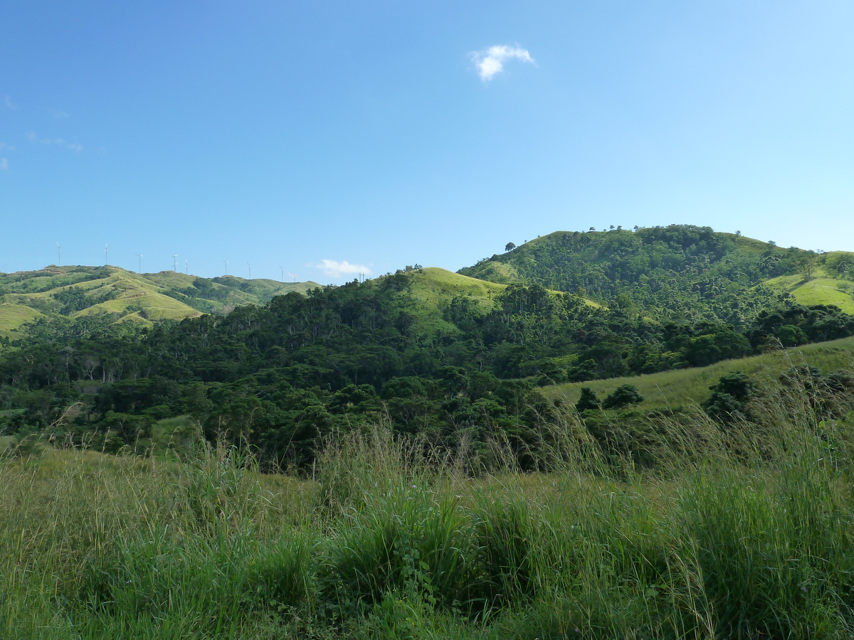 Picture Fiji Sigatoka river 2010-05 69 - Saving Sigatoka river