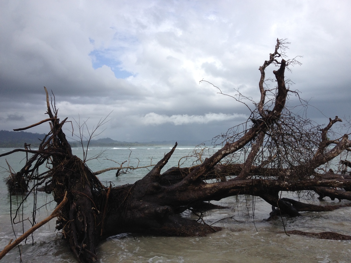 Picture Costa Rica Cahuita 2015-03 216 - Resort Cahuita