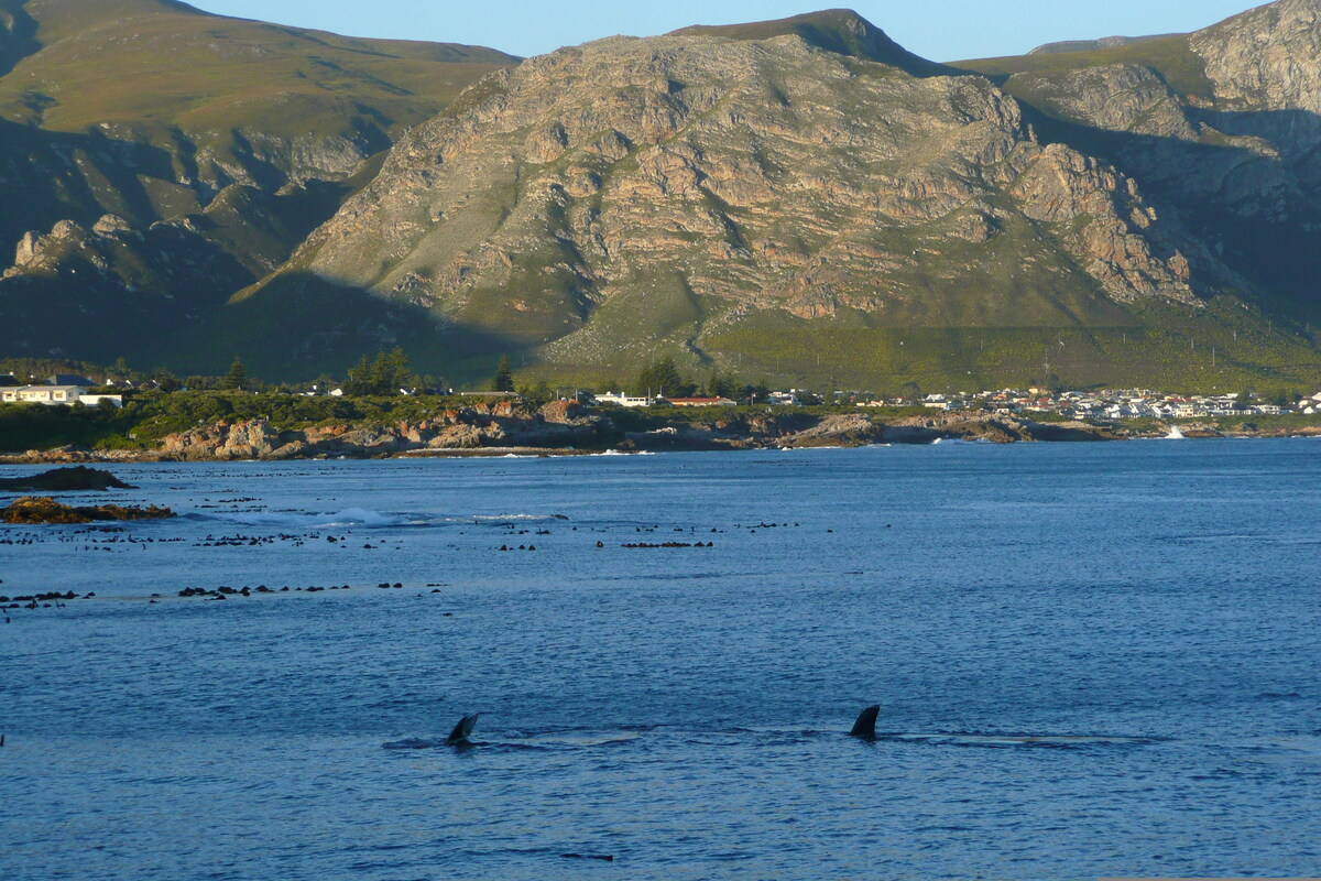 Picture South Africa Harmanus 2008-09 289 - Spring Harmanus