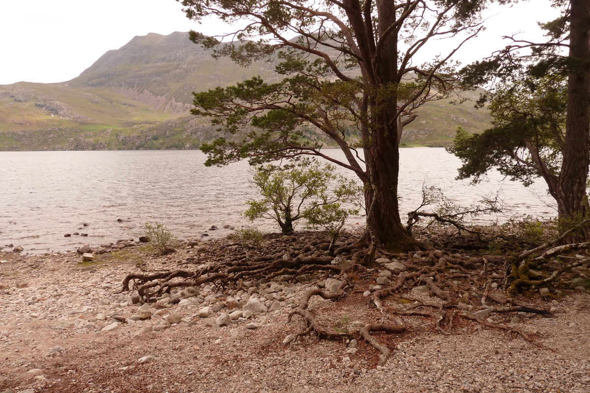 Picture United Kingdom Scotland Loch Maree 2011-07 8 - Saving Loch Maree