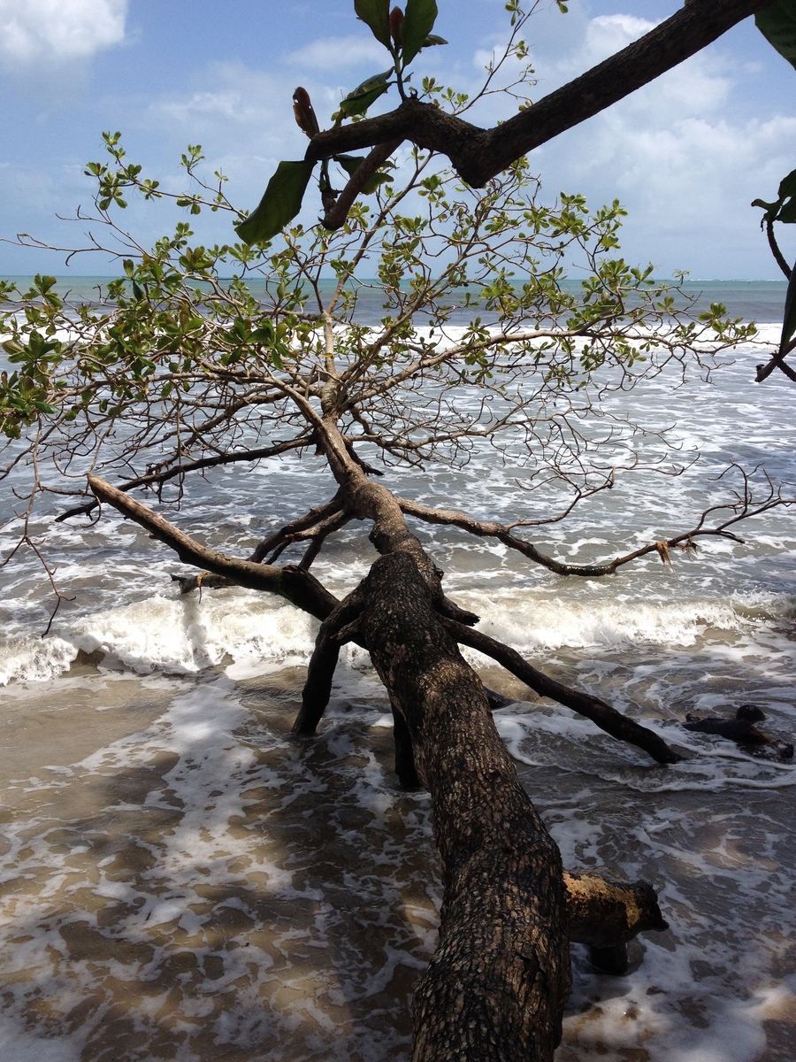 Picture Costa Rica Cahuita 2015-03 96 - Room Cahuita