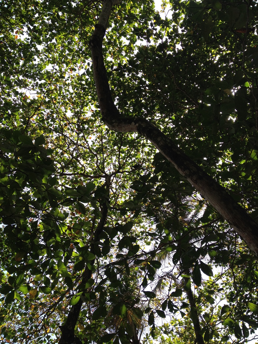 Picture Costa Rica Cahuita 2015-03 154 - Rain Season Cahuita