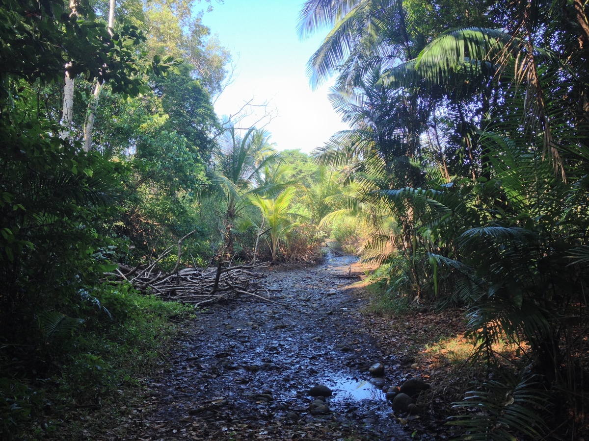 Picture Costa Rica Uvita 2015-03 9 - Savings Uvita