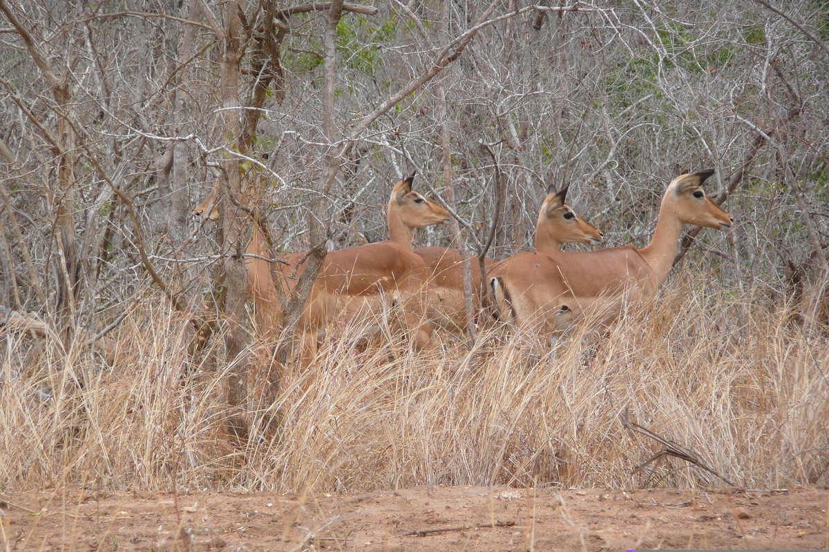 Picture South Africa Kruger National Park 2008-09 152 - Price Kruger National Park