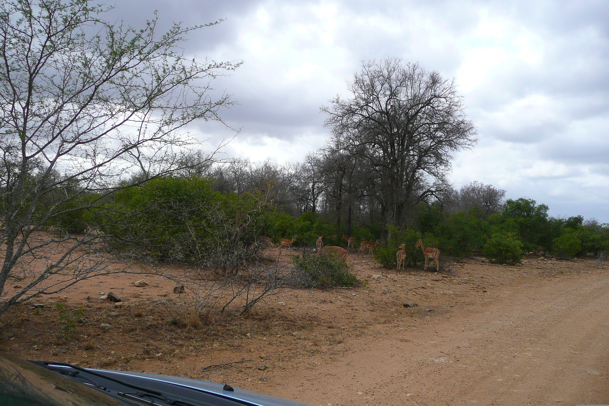 Picture South Africa Kruger National Park 2008-09 162 - Streets Kruger National Park