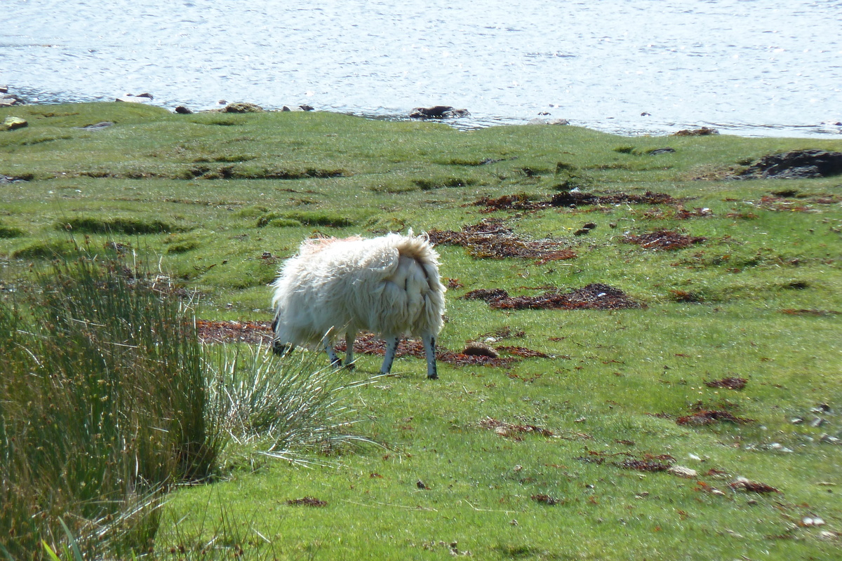 Picture United Kingdom Skye The Cullins 2011-07 24 - Cost The Cullins