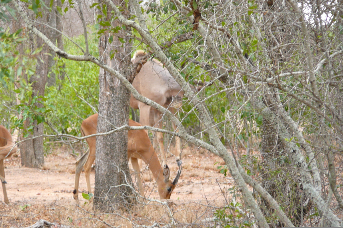 Picture South Africa Kruger National Park 2008-09 78 - City Sights Kruger National Park