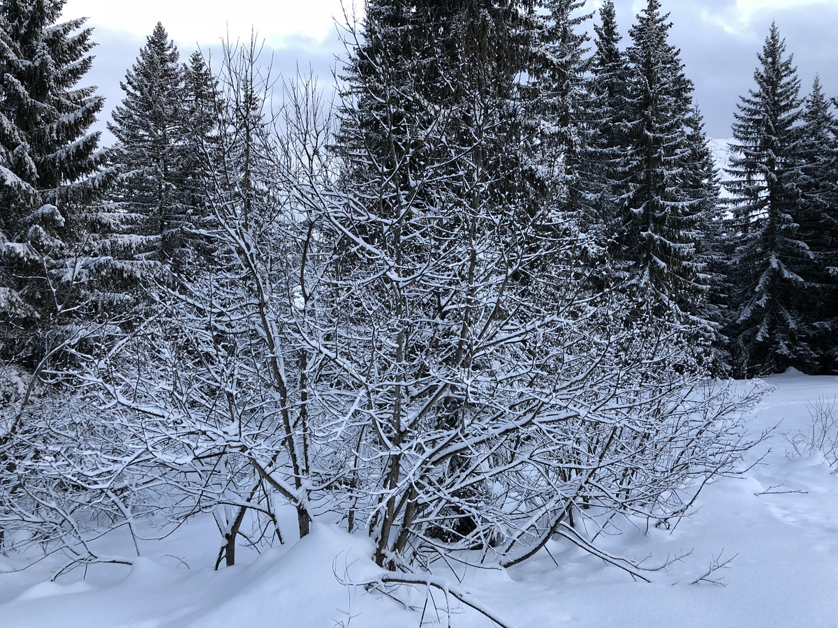 Picture France La Clusaz 2017-12 42 - Weather La Clusaz