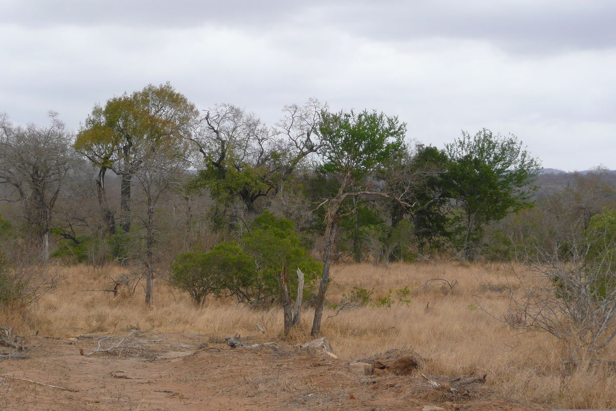 Picture South Africa Kruger National Park Crocodile River road 2008-09 33 - Winter Crocodile River road