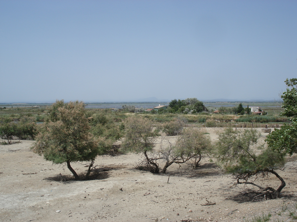 Picture France Camargue 2006-06 10 - Rental Camargue