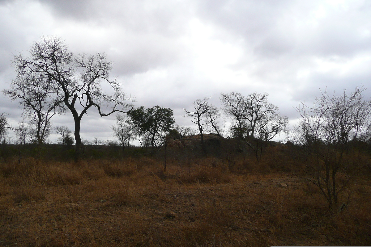 Picture South Africa Kruger National Park Crocodile River road 2008-09 16 - Cheap Room Crocodile River road