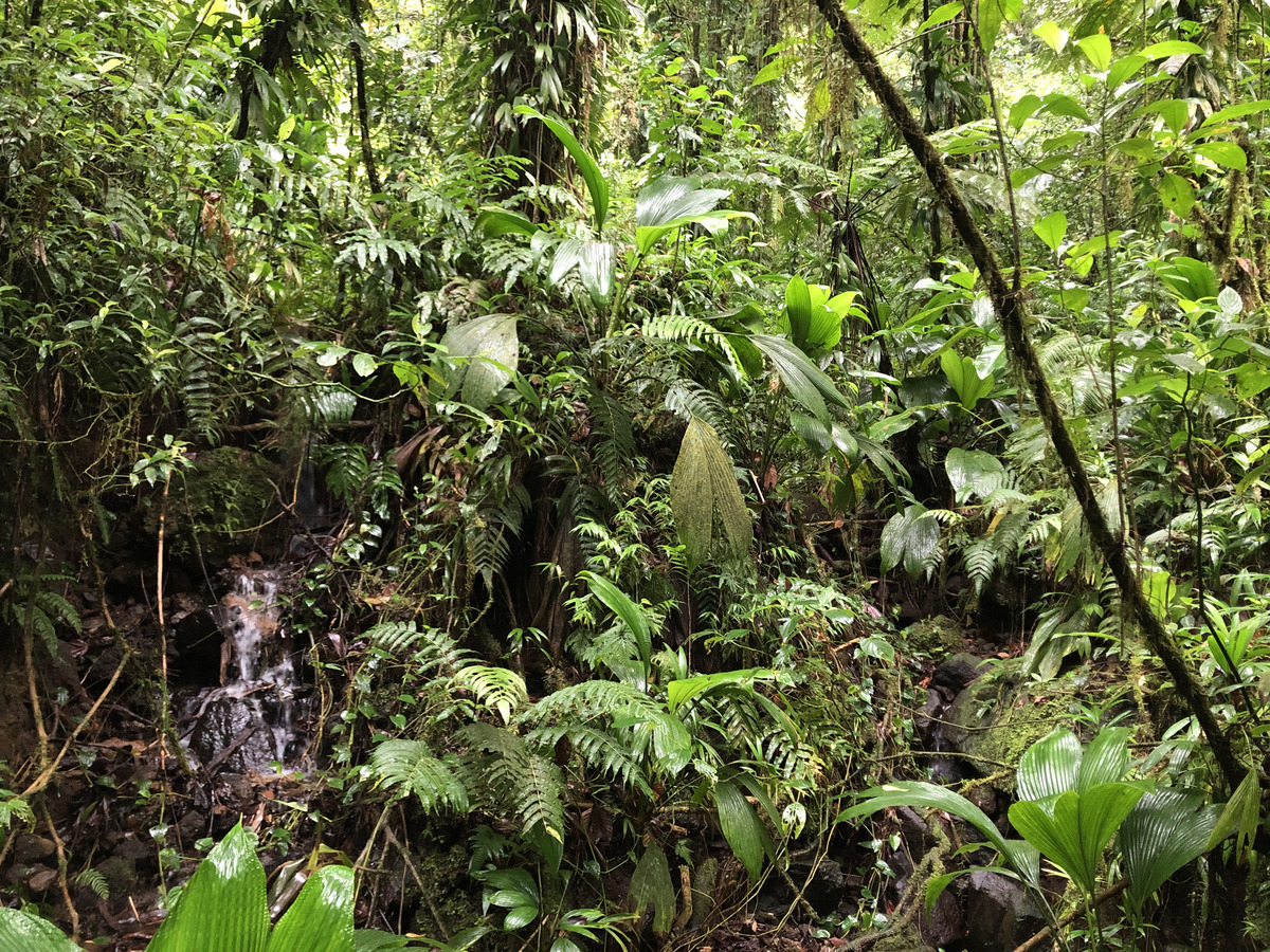 Picture Guadeloupe Carbet Falls 2021-02 17 - Sauna Carbet Falls