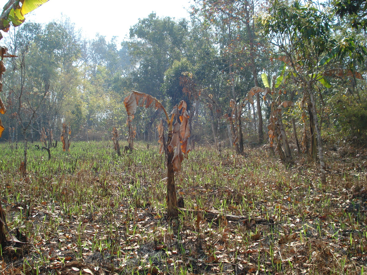 Picture Thailand Pang Mapha 2007-02 88 - Hot Season Pang Mapha