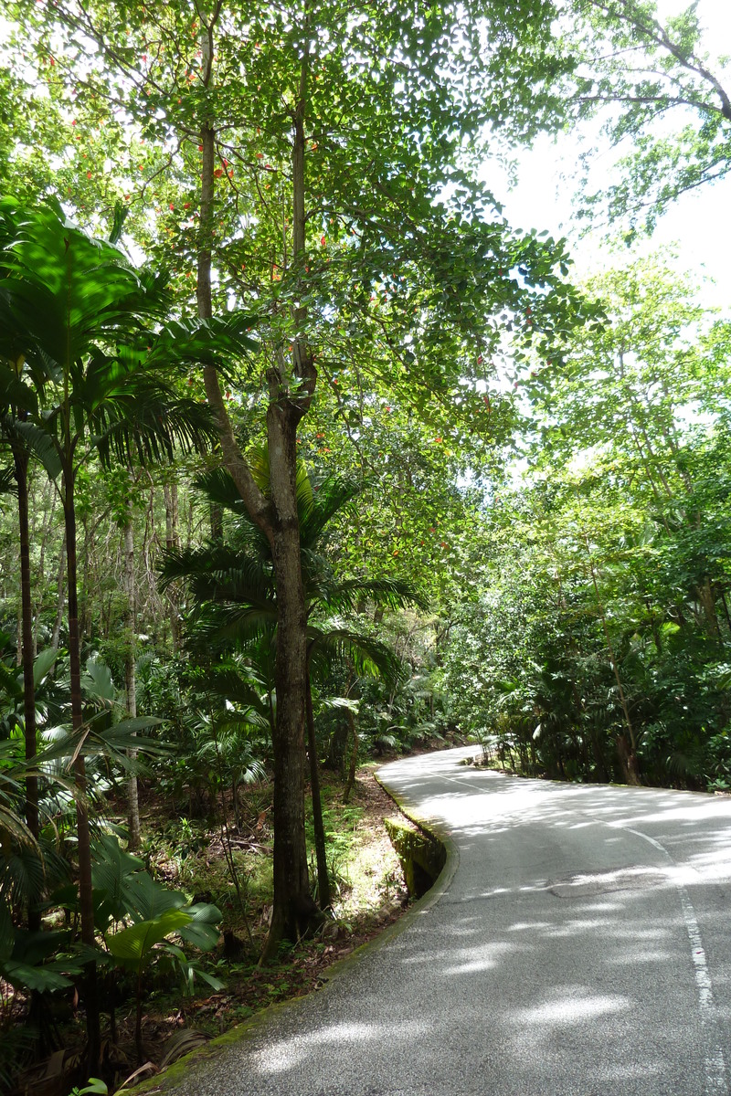 Picture Seychelles Vallee de Mai 2011-10 35 - Rooms Vallee de Mai