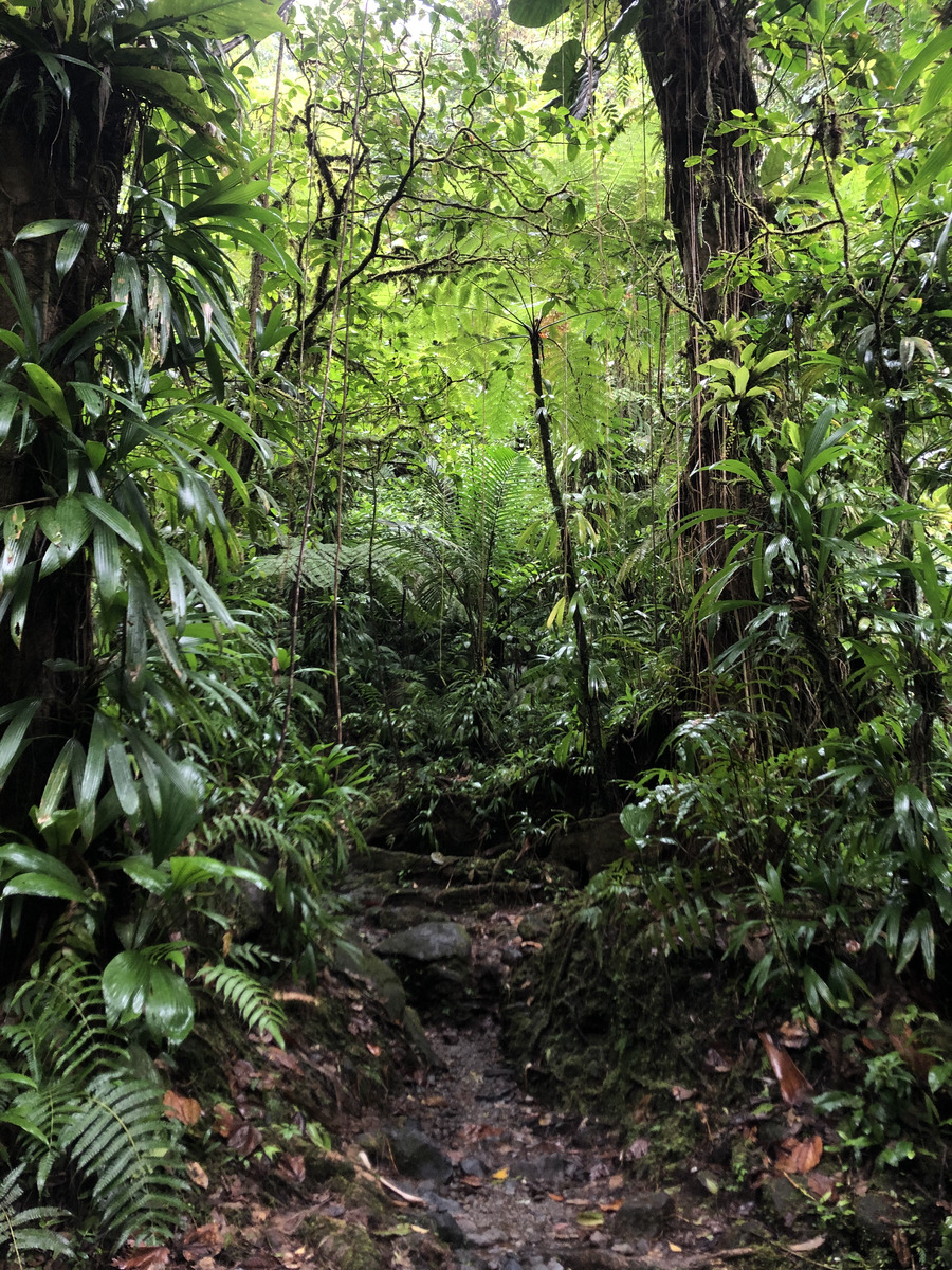 Picture Guadeloupe Carbet Falls 2021-02 5 - Sunset Carbet Falls