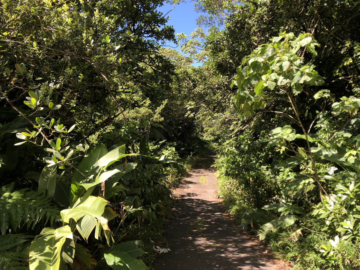 Picture Guadeloupe La Grande Soufriere 2021-02 22 - Lands La Grande Soufriere