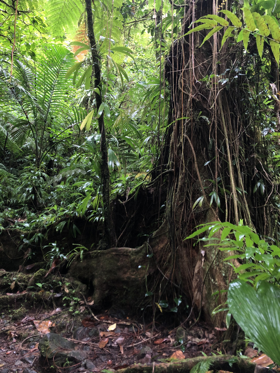 Picture Guadeloupe Carbet Falls 2021-02 11 - Rooms Carbet Falls