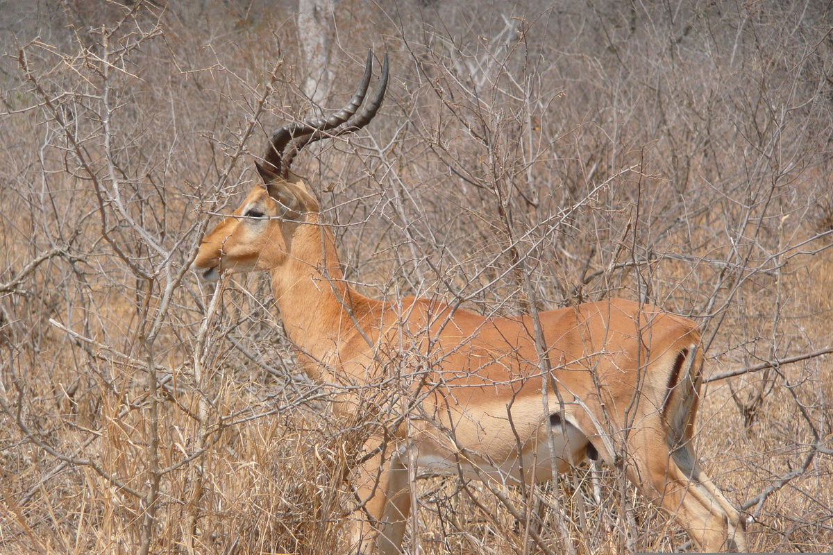 Picture South Africa Kruger National Park Crocodile River road 2008-09 8 - Restaurants Crocodile River road