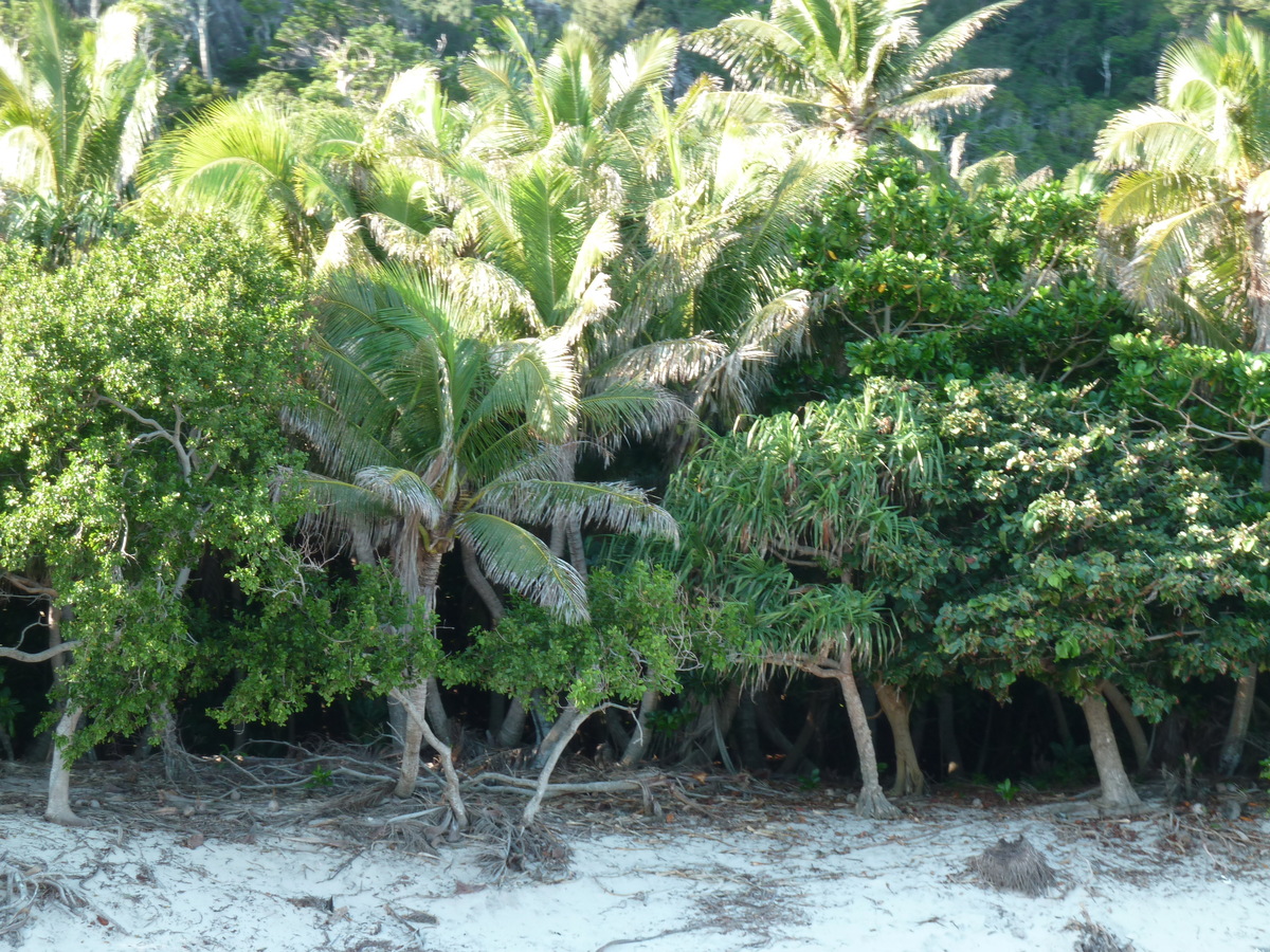 Picture Fiji Castaway Island 2010-05 203 - Summer Castaway Island