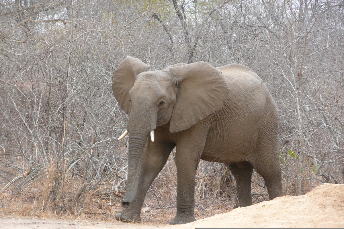 Picture South Africa Kruger National Park Sable River 2008-09 22 - Resorts Sable River