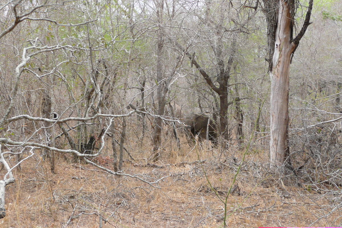 Picture South Africa Kruger National Park Sable River 2008-09 30 - To see Sable River