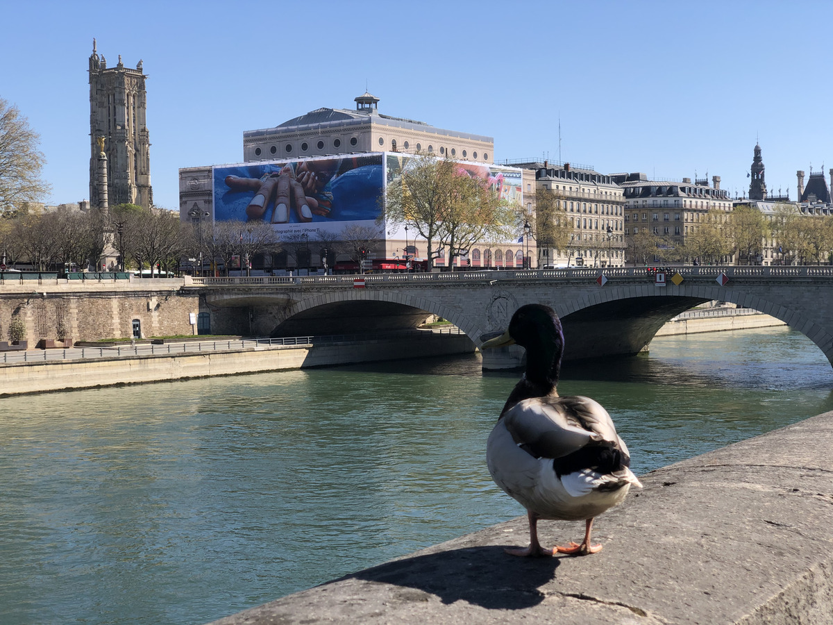 Picture France Paris lockdown 2020-04 241 - Cheap Room Paris lockdown