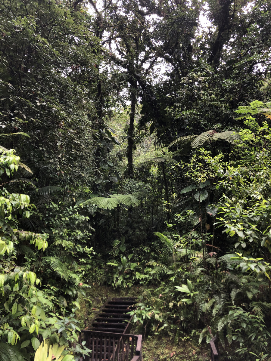 Picture Guadeloupe Carbet Falls 2021-02 16 - Price Carbet Falls