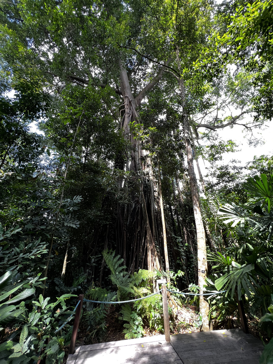 Picture Singapore Singapore Botanic Gardens 2023-01 10 - Hotels Singapore Botanic Gardens