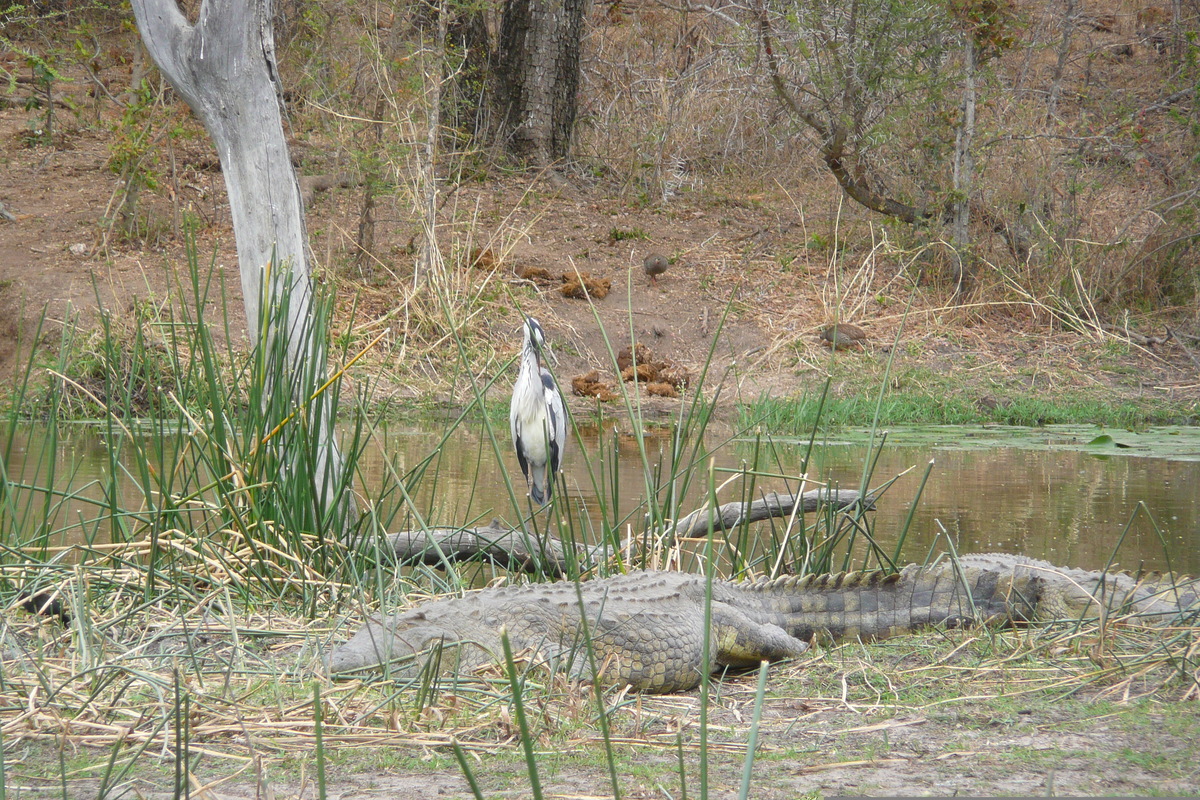 Picture South Africa Kruger National Park Sable River 2008-09 35 - To see Sable River