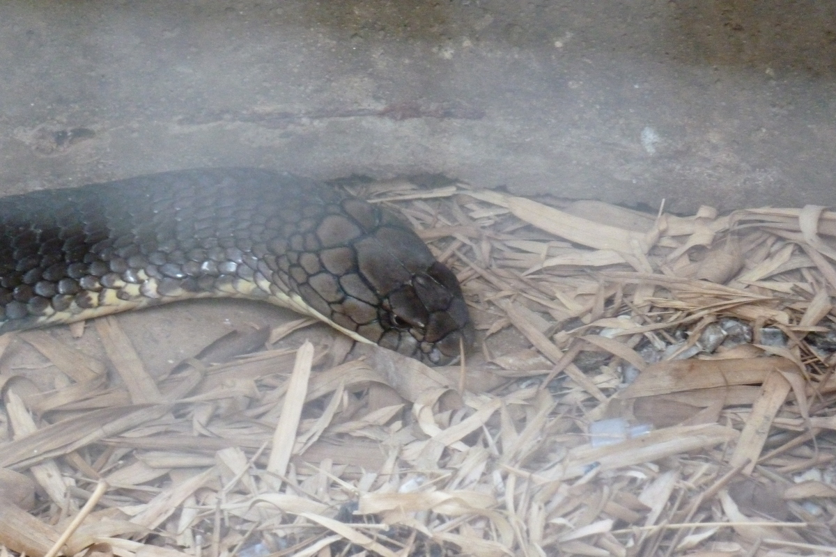 Picture Thailand Chiang Mai Mae Sa Snake Farm 2010-12 23 - Rental Mae Sa Snake Farm