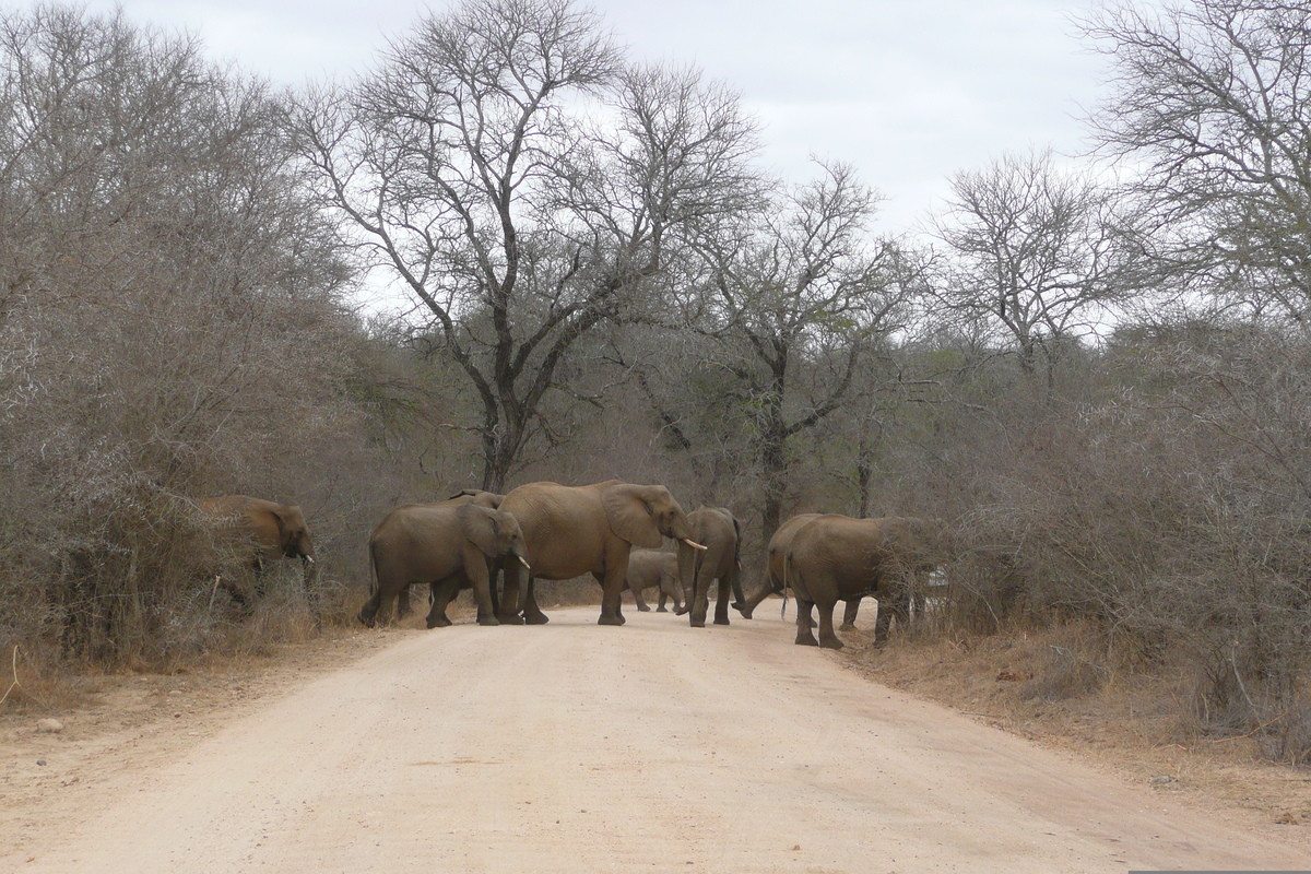 Picture South Africa Kruger National Park Sable River 2008-09 60 - Walking Street Sable River