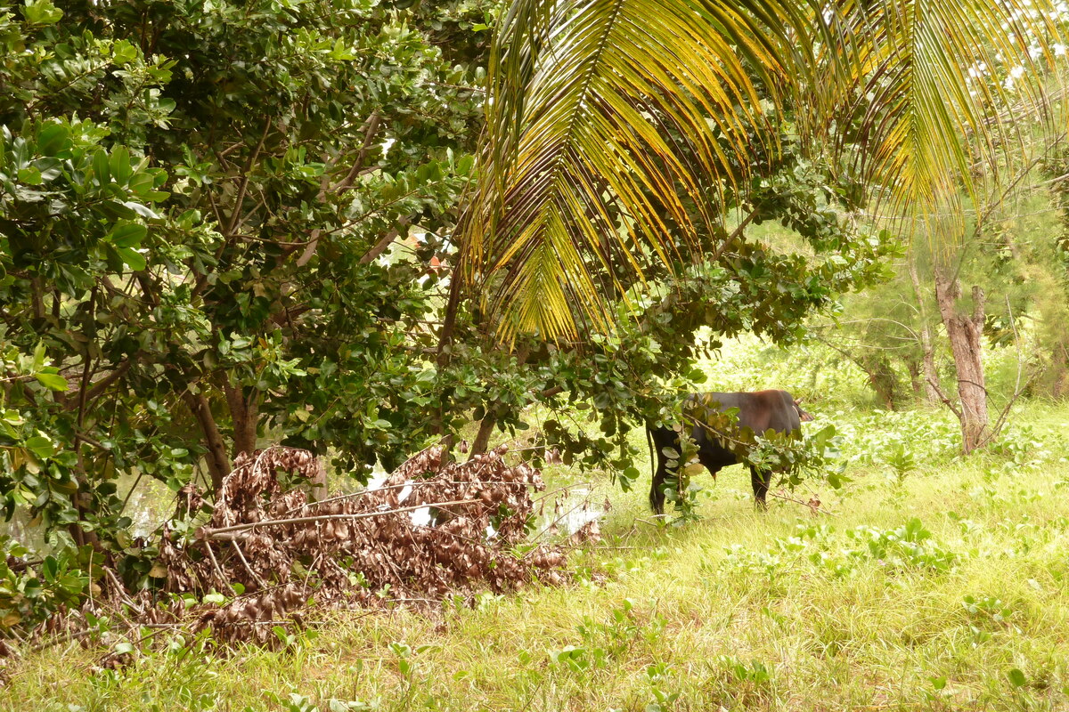 Picture Seychelles La Digue 2011-10 203 - Waterfall La Digue