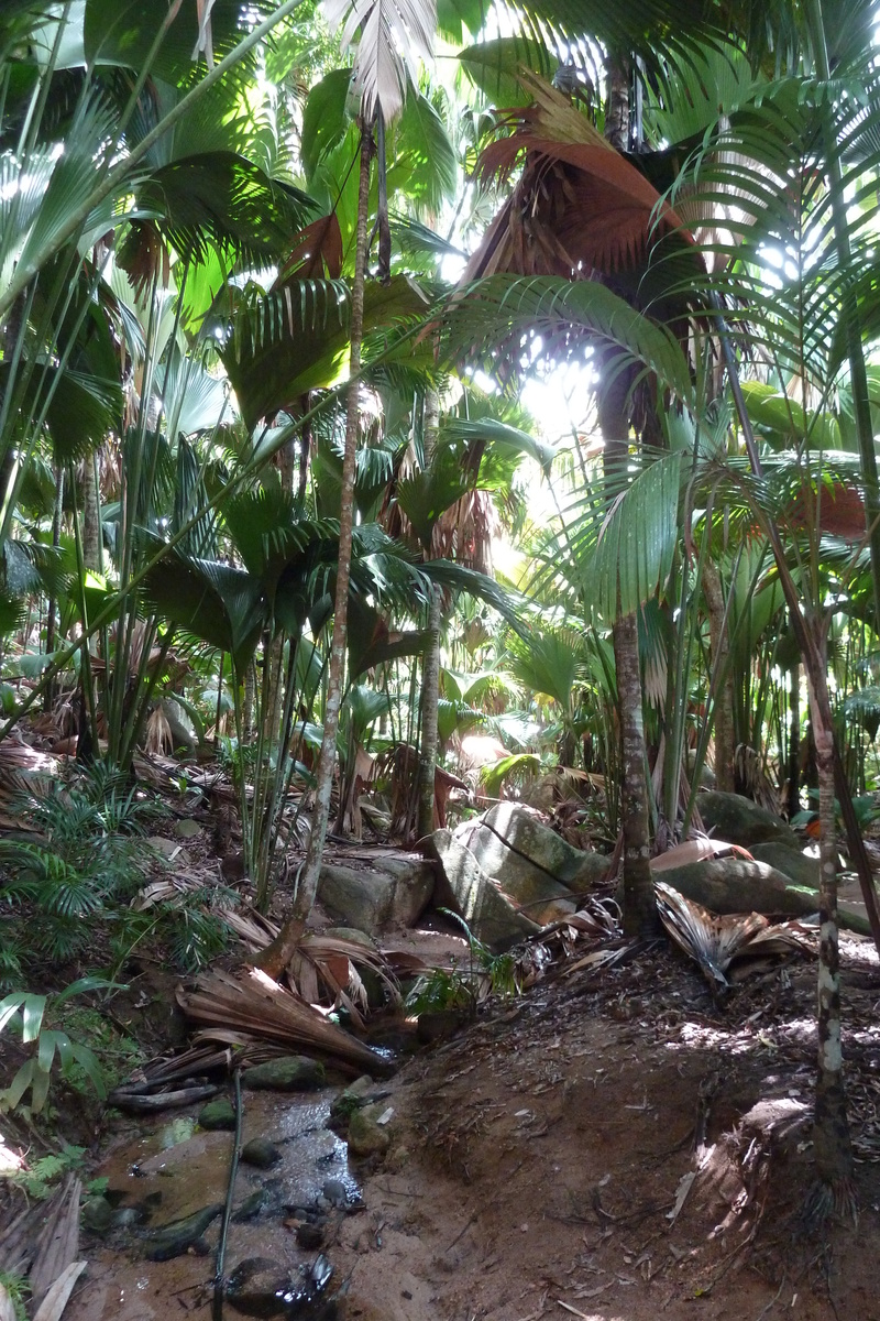 Picture Seychelles Vallee de Mai 2011-10 93 - Spring Vallee de Mai