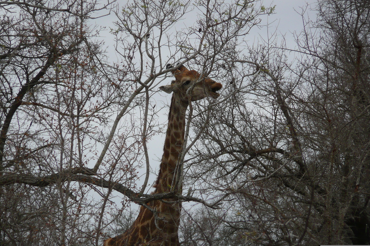 Picture South Africa Kruger National Park Sable River 2008-09 46 - City Sights Sable River