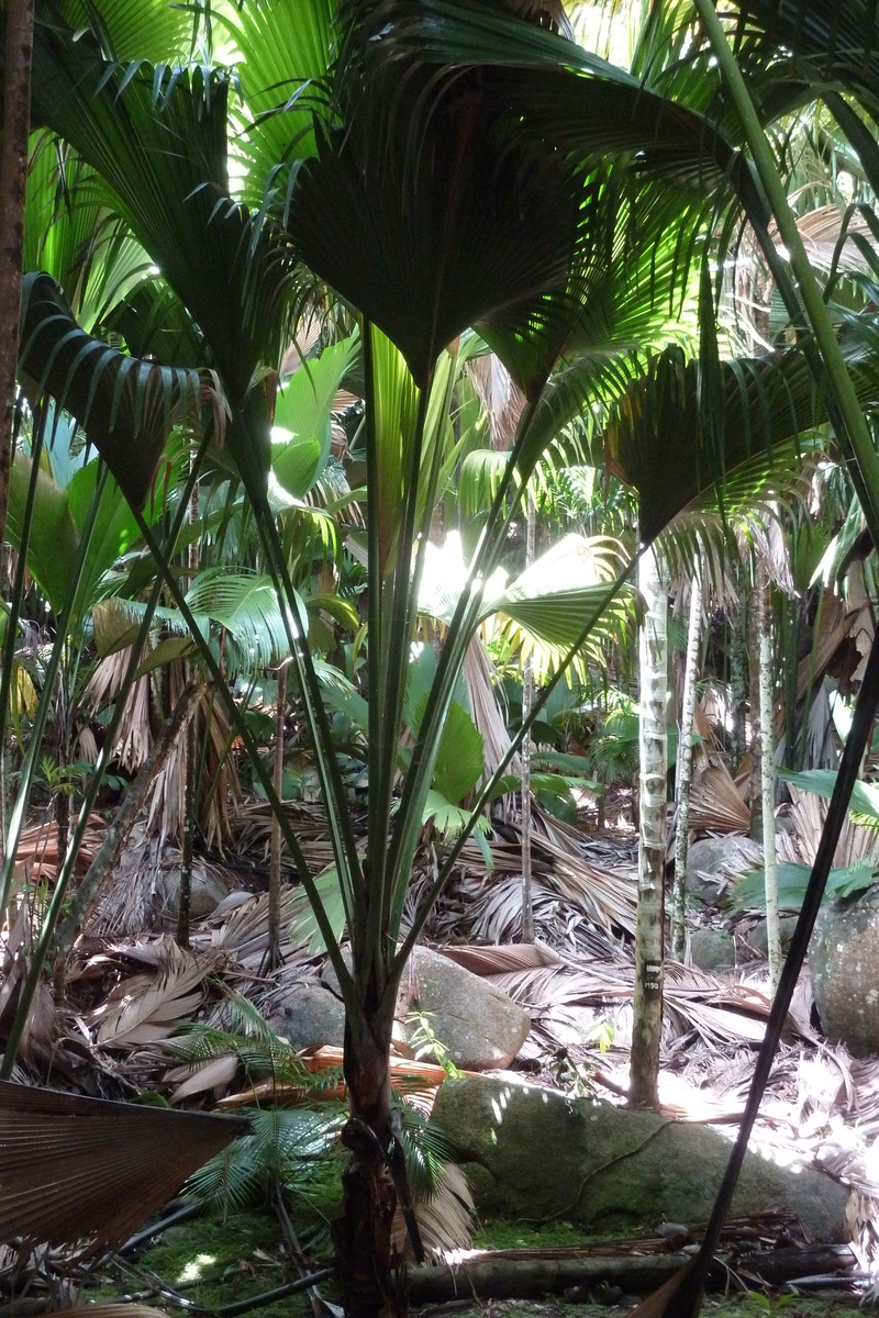 Picture Seychelles Vallee de Mai 2011-10 14 - To see Vallee de Mai